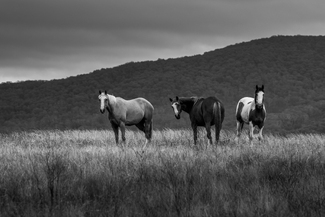 Paradise Valley Paradise Valley