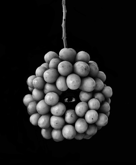 Cyclograpes Cyclograpes