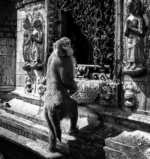 The Praying Monkey