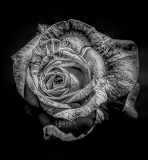 Grow In Heaven Grow In Heaven