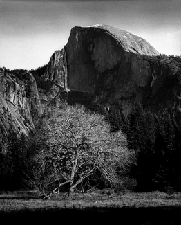 A Glowing Tree A Glowing Tree