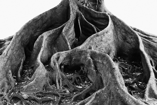 To the root To the root