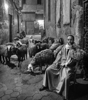 Street Butcher, Cairo