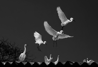 1,2,3,4 Once I caught a fish alive 1,2,3,4 Once I caught a fish alive