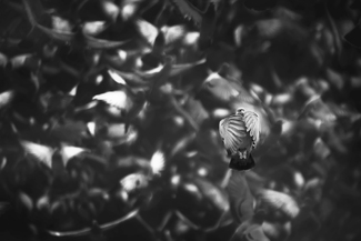 Being in the Limelight Being in the Limelight