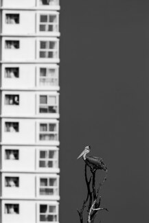 The Missing Trees The Missing Trees