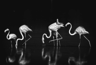 Looking Mamma  'Human being' Looking Mamma  'Human being'