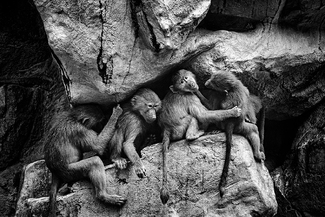 Innocent Look Innocent Look