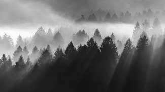 Light on the forest Light on the forest