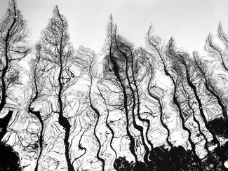 Dancing Trees Dancing Trees