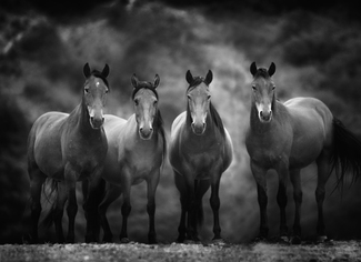Four Wild Horses