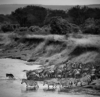 Wildebeest and Zebra Migration Wildebeest and Zebra Migration