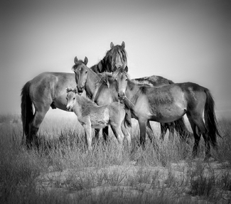 Sable Island Family Sable Island Family