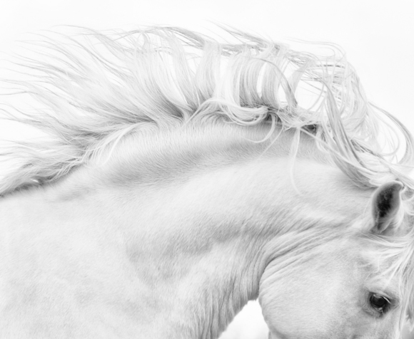 White Horse #1