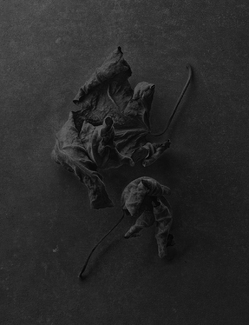 dead leaves 2 dead leaves 2