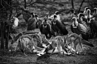 Spectators at the Feast Spectators at the Feast