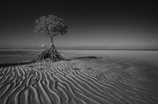 Sand Flats Study Sand Flats Study