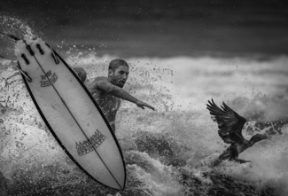 Surf Bird.