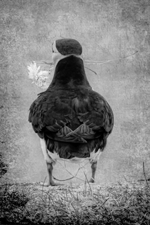 A Little Something for the Missus A Little Something for the Missus