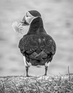 Puffin with Flower