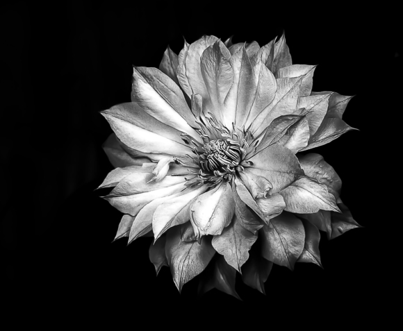 Clematis in Black and White