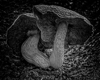 Mushrooms on Trees