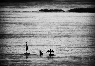 Water Birds in Silhouette Water Birds in Silhouette