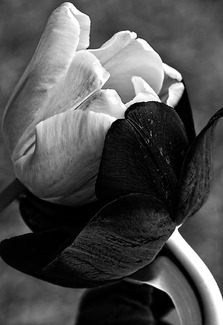 Love at First Sight Love at First Sight