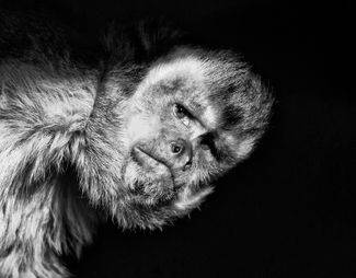 Planet Apes 2 Planet Apes 2