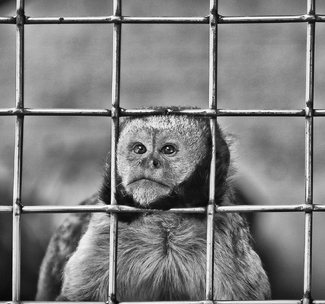 Let us Hope Let us Hope