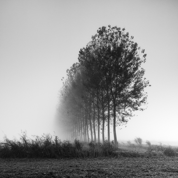 Simply trees in the fog