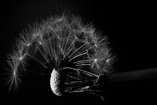 Fireworks Display Fireworks Display