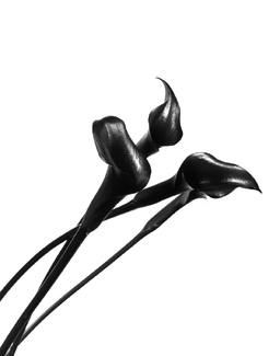 Elegance Calla Lys Noir 2 Elegance Calla Lys Noir 2