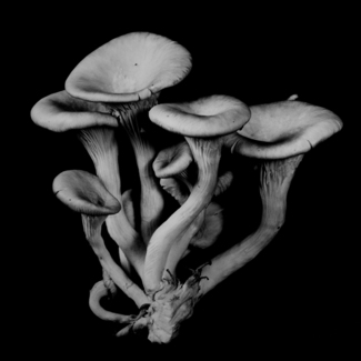 Oyster Mushroom 16