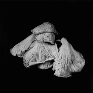Oyster Mushroom 24