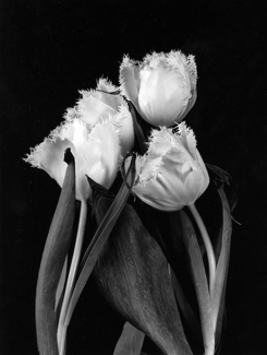 Fringed tulip 6