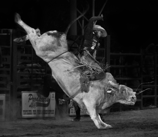 Evening Bull Riding Competition