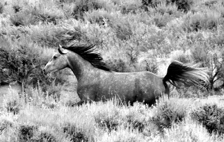 Galloping in Sagebrush Galloping in Sagebrush