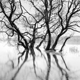 Submerging Trees, Scotland 2013