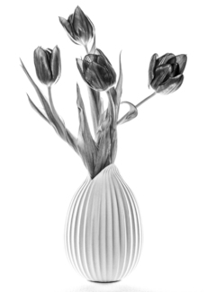 Tulips In White Tulip Vase