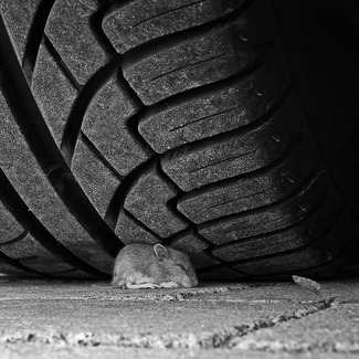 Suicide Mouse Suicide Mouse