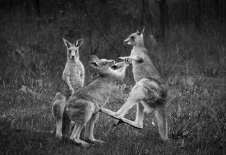 Kangaroos Sparring Kangaroos Sparring