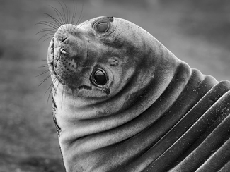Elephant Seal Ripples Elephant Seal Ripples