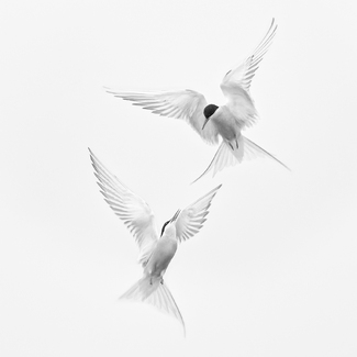 Aerial Ballet 2 Aerial Ballet 2