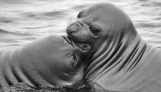 Elephant Seal Playfight Elephant Seal Playfight