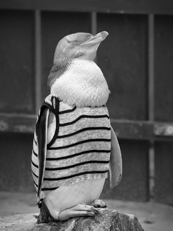 Penguin Patient Penguin Patient