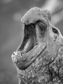 Elephant seal yawn