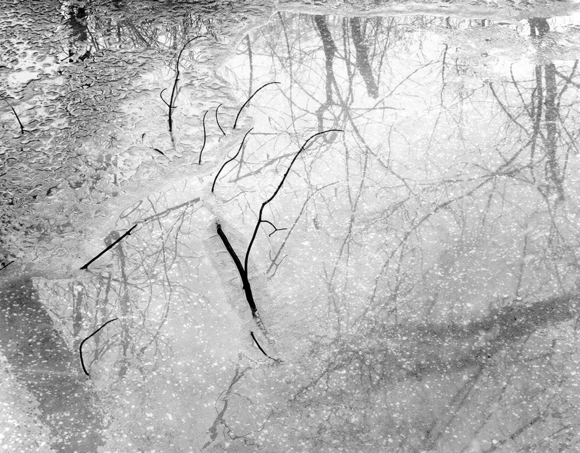 Branches in Ice