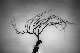 Sea Fan Dancer Sea Fan Dancer