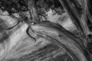 Canyon Trail Canyon Trail